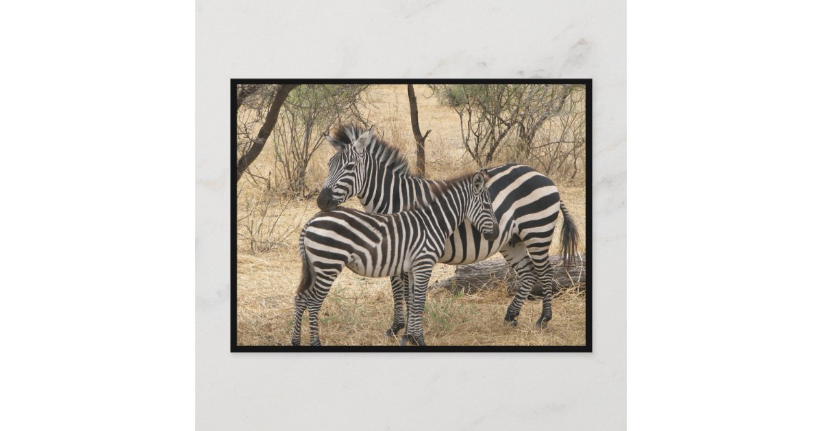 Mother and Baby Zebra Postcard | Zazzle