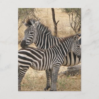 Mother And Baby Zebra  Postcard by WildlifeAnimals at Zazzle