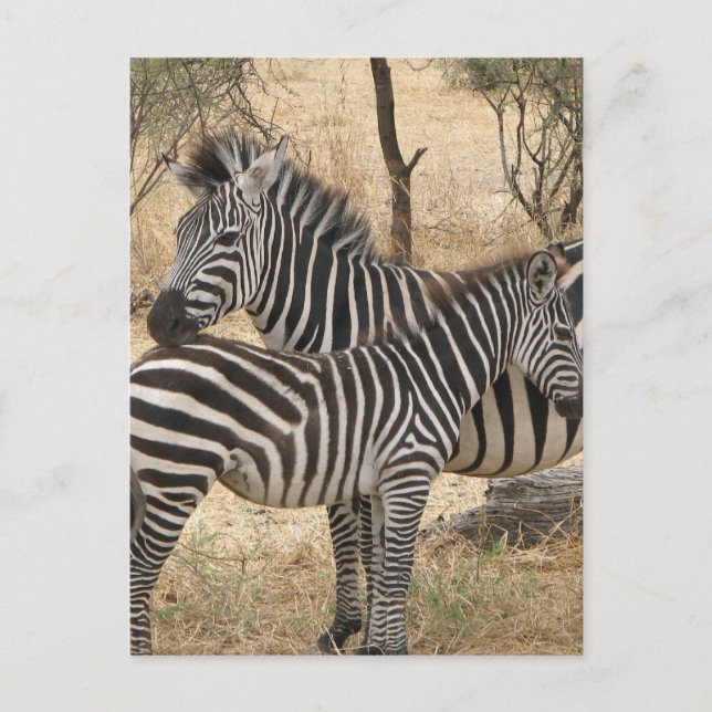 Mother and Baby Zebra  Postcard (Front)