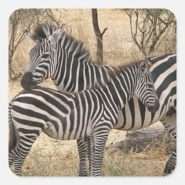 Mother and Baby Zebra  Sticker (Front)