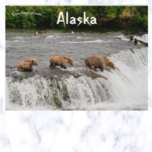 Mother and Bear Cubs Fishing in Alaska Postcard
