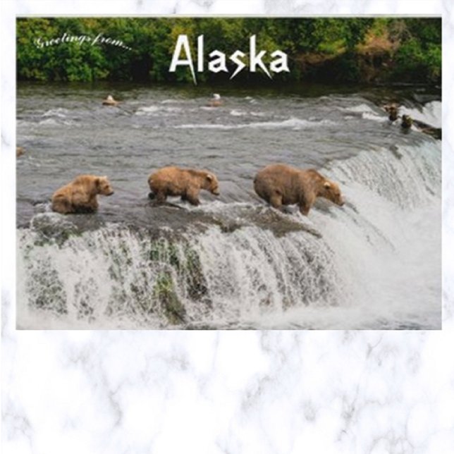 Mother and Bear Cubs Fishing in Alaska Postcard (Creator Uploaded)