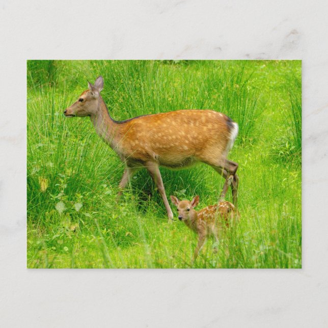 Mother and child - fallow deer with young postcard (Front)
