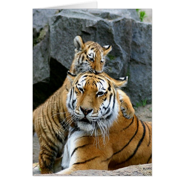 Mother and unconditional love Tigers Greeting Cards