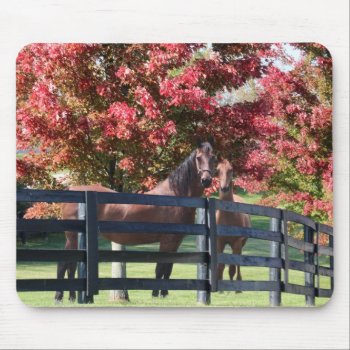 Mother And Young Horse Mouse Pad by deemac1 at Zazzle