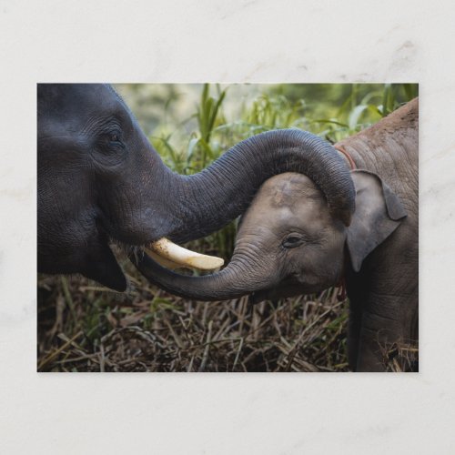 Mother  Baby Elephant Showing Affection Postcard