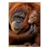 Mother & Baby Orangutan (Front)