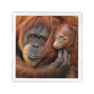 Mother & Baby Orangutan Acrylic Tray