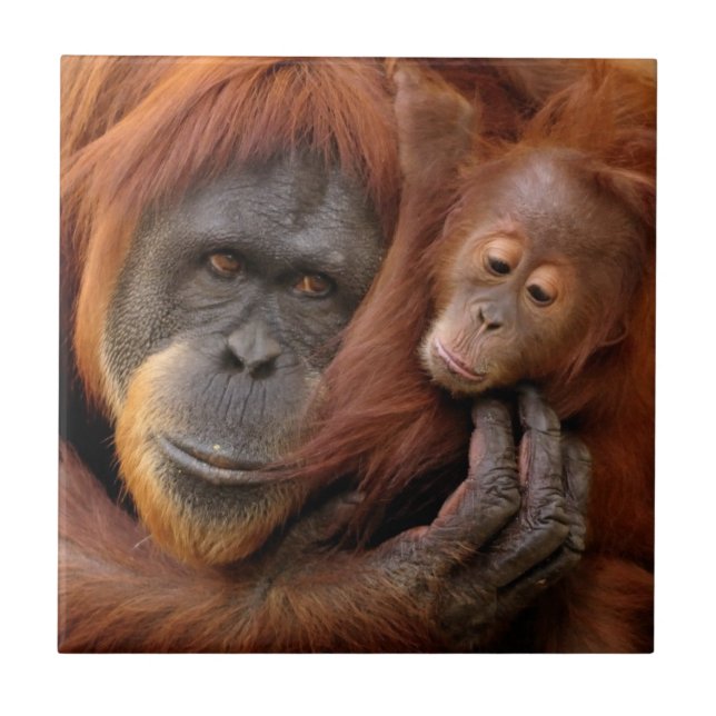 Mother & Baby Orangutan Ceramic Tile (Front)