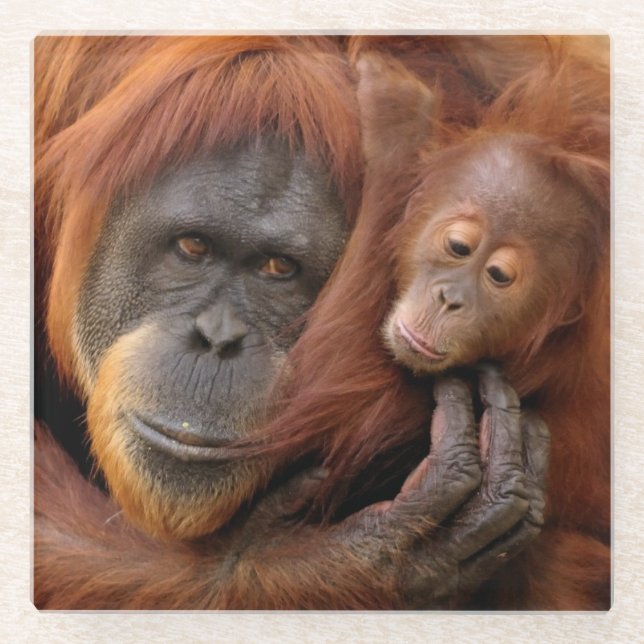 Mother & Baby Orangutan Glass Coaster (Front)
