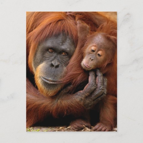 Mother  Baby Orangutan Postcard