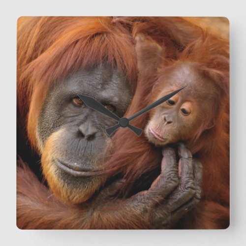Mother  Baby Orangutan Square Wall Clock