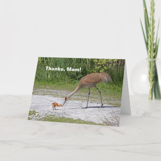 Mother Bird and Baby Bird Sandhill Cranes Card (Front)