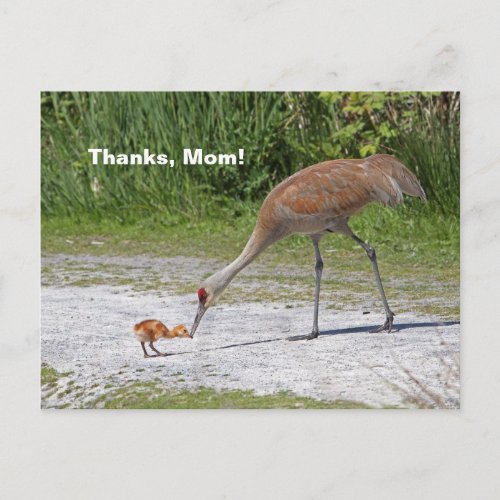 Mother Bird and Baby Bird Sandhill Cranes Postcard