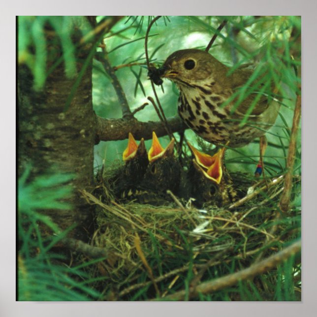 Mother Bird Feeding Hungry Baby Birds Poster (Front)