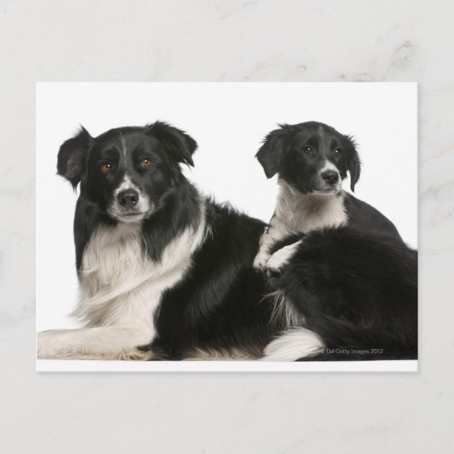 Mother border collie and puppy postcard (Front)