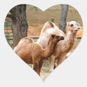 Mother Camel and Baby Animal Photo Desert Animal Heart Sticker