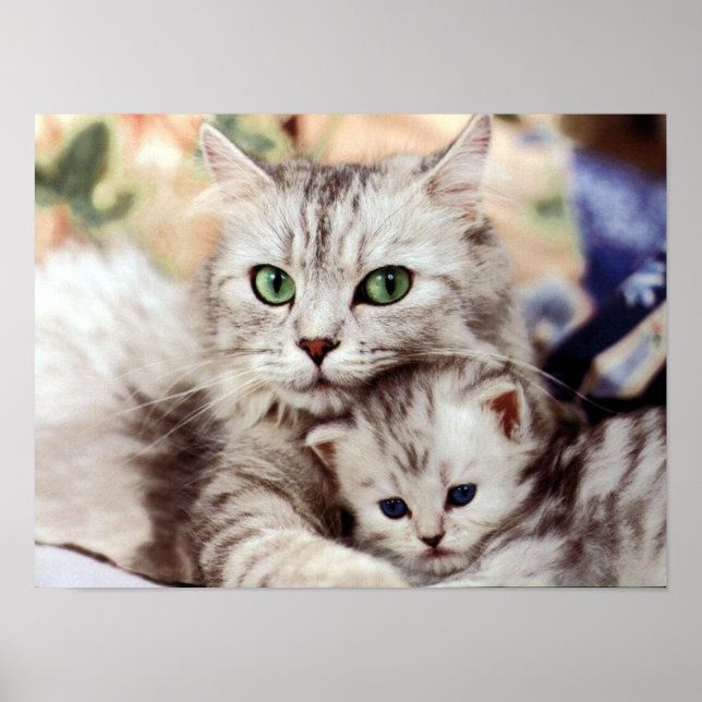 Mother Cat & Kitten Poster (Front)