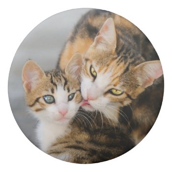 Mother Cat Loves Cute Baby Kitten Animal Pet Photo Eraser by Kathom_Photo at Zazzle