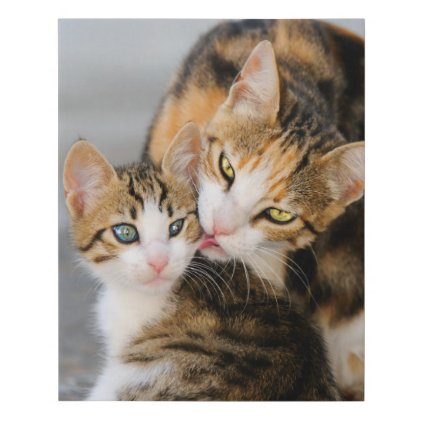 Mother Cat Loves Cute Baby Kitten Animal Pet Photo Faux Canvas Print