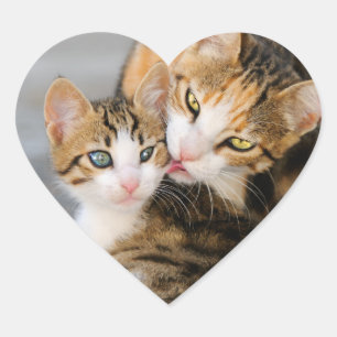 Mother Cat Loves Cute Baby Kitten Animal Pet Photo Heart Sticker