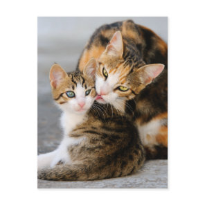 Mother cat loves cute kitten postcard