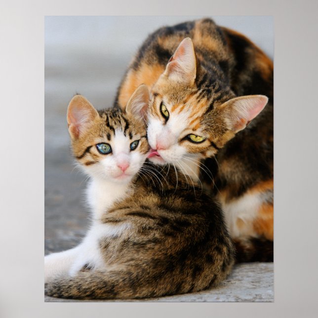 Mother cat loves cute kitten poster (Front)