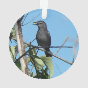 Mother Catbird Gathers Berries to her Feed Babies Ornament
