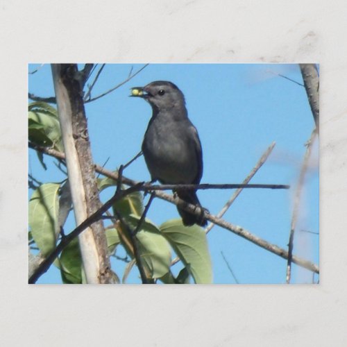 Mother Catbird Gathers Berries to her Feed Babies Postcard