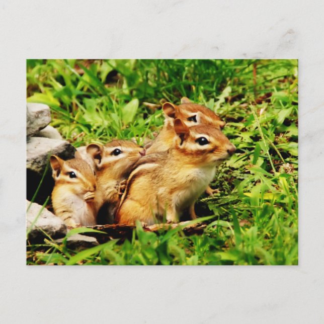 mother chipmunk and babies postcard (Front)