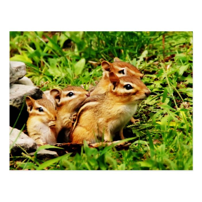 mother chipmunk and babies postcard | Zazzle.com