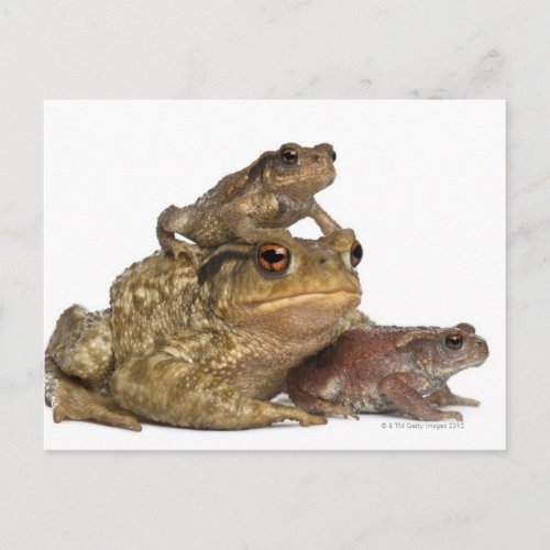 mother Common toad and her babies _ bufo bufo Postcard
