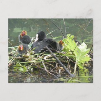 Mother Coot with Young DIY Postcard