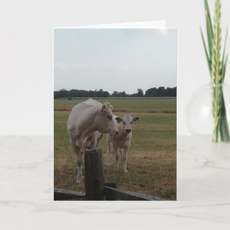 Mother cow and baby. card