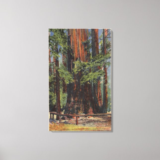 "Mother" & "Daughter" at Big Trees Park Canvas Print (Front)