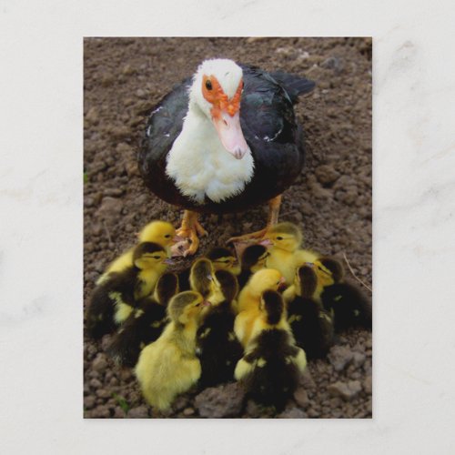 Mother Duck  Ducklings Postcard