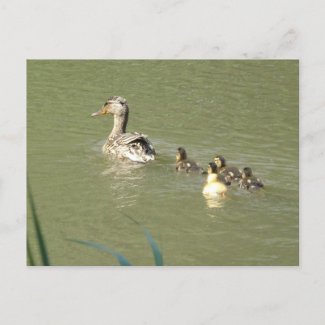 Mother Duck with Young DIY Postcard