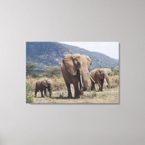 Mother elephant walking with elephant calf canvas print