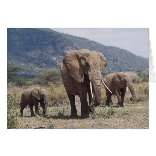 Mother elephant walking with elephant calf cards (Front Horizontal)