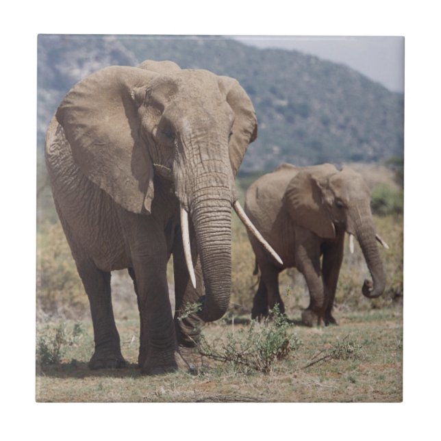 Mother elephant walking with elephant calf ceramic tile (Front)