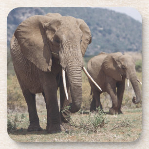 Mother elephant walking with elephant calf drink coaster