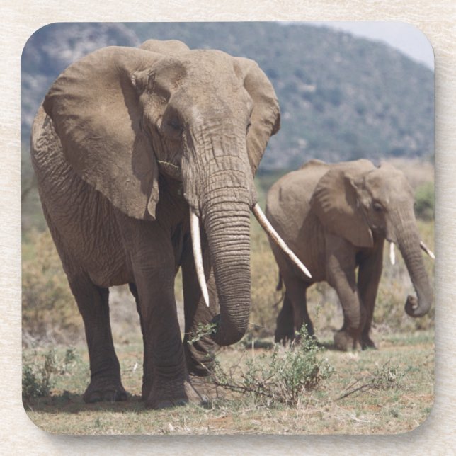 Mother elephant walking with elephant calf drink coaster (Front)