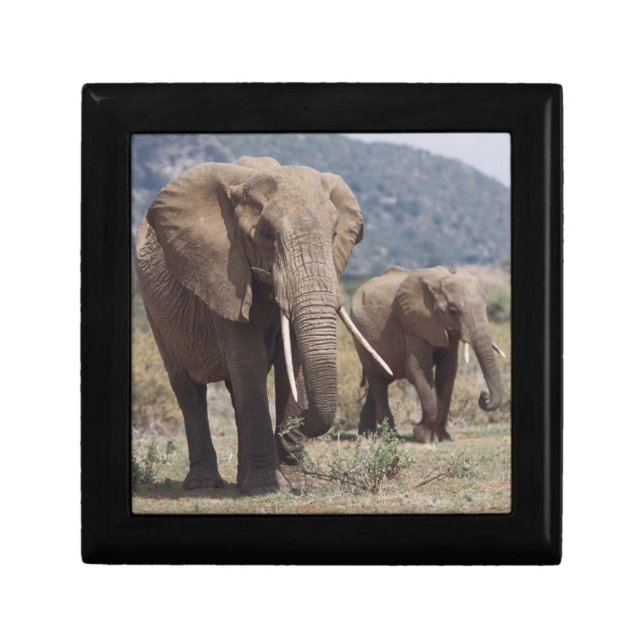 Mother elephant walking with elephant calf gift box (Front)