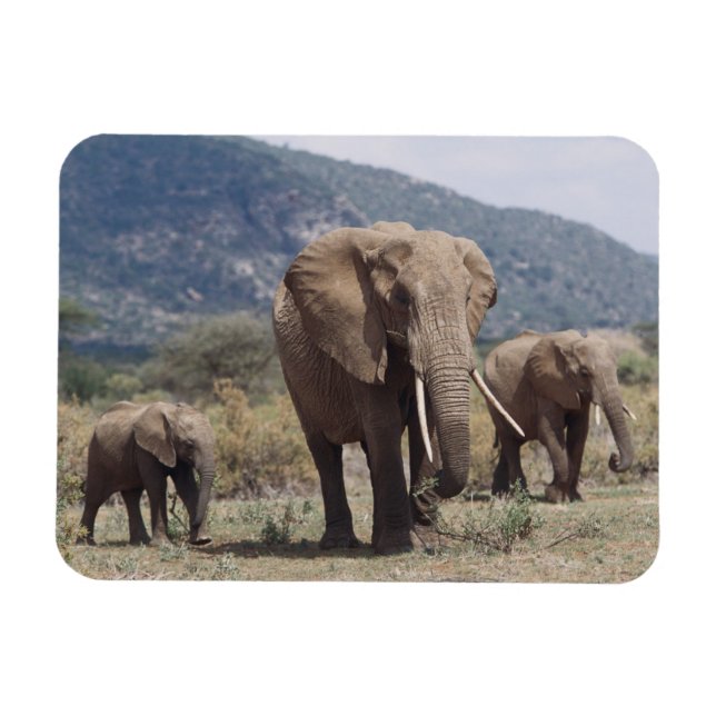 Mother elephant walking with elephant calf magnet (Horizontal)