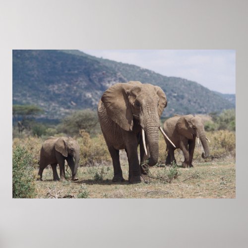 Mother elephant walking with elephant calf poster