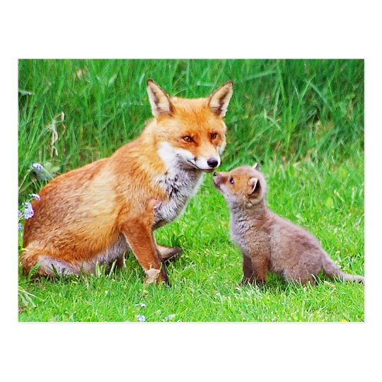 Mother fox and cub postcard