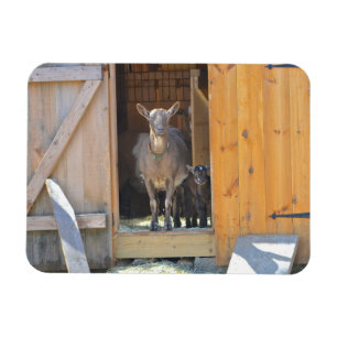 Mother Goat and Baby Magnet