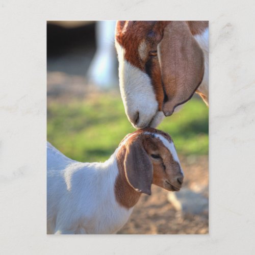Mother Goat  Baby Postcard