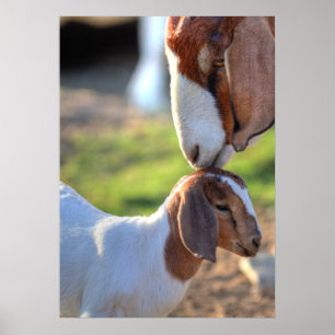 Mother Goat & Baby Poster