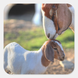 Mother Goat & Baby Square Sticker
